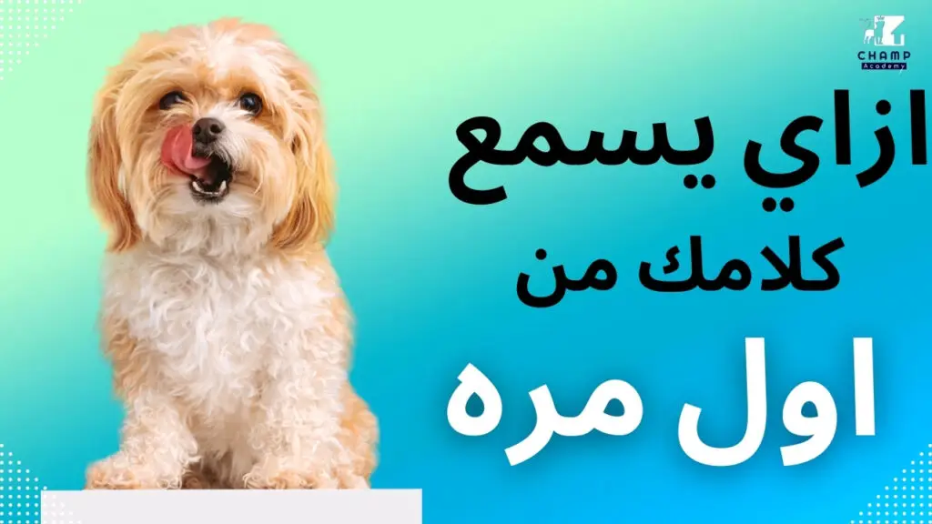 Dog ازاي يسمع كلامك 1024x576