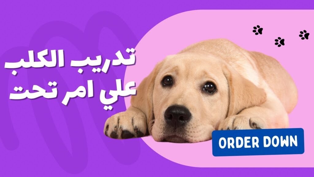 Maxresdefault 1 1024x576