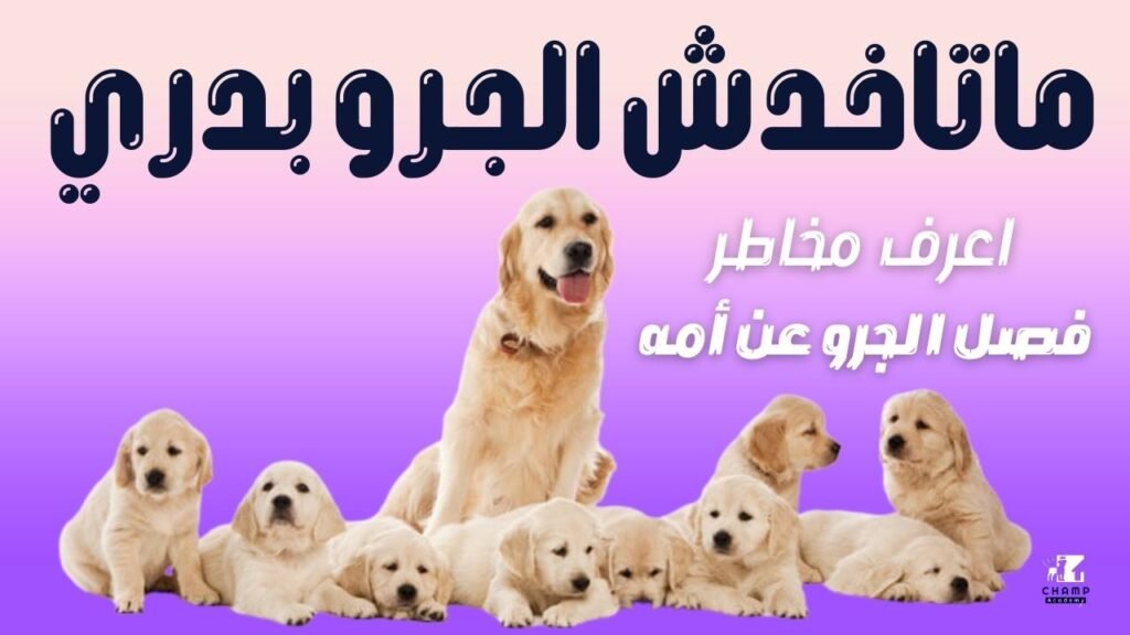 هيحصل ايه؟ 1024x576